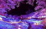 夜桜とイルミネーションの競演が美しい！幻想的な光と香りに包まれる