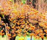 花御所柿で一面がオレンジ色に！鳥取県の高級かきで染まる風景