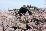 絶景で魅了する山口県・錦帯橋の桜！夜桜ライトアップも