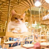 オシャレすぎる猫カフェ モカ（MoCHA）東京に続々オープン、秋葉原・竹下通りにも