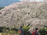 徳佐八幡宮の桜、370m続く枝垂桜のトンネルがお見事