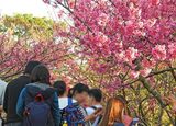日本で一番早い桜、世界遺産の今帰仁城跡で鮮やかに