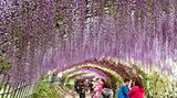 世界が認めた「日本の絶景」河内藤園・藤のトンネルが美しい