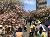 広島の造幣局で遅咲きの桜楽しむ「花のまわりみち」見頃へ