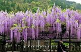 九州屈指の藤の花！黒木大藤の見事な花と香りに包まれる、素盞嗚神社