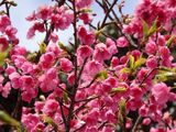 鹿児島に春、緋寒桜・河津桜など早咲き桜がポカポカ陽気で見頃に