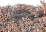 美しさに溜息、開山公園が満開の桜で埋め尽くされる！しまなみ海道・伯方島で