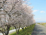 福岡・矢部川沿いの桜が見事！桜のお花見ドライブも