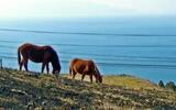 日本でここだけ！宮崎・都井岬は「馬の楽園」絶景の中で野生馬に出会える！