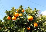 愛媛・柑橘の島で見た！奥深き「みかん」の種類と特徴