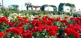 山口最大級のバラ園・蜂ヶ峯総合公園で、色とりどりの薔薇に癒される