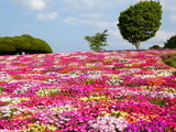 花の楽園！のこのしまアイランドパーク、福岡の都心から船で10分の能古島へ