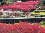 本当に天国だった！島根の桃源郷「天国に一番近い里」川角集落の春が美しい