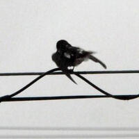 鳥はどうして雨の日でも電線にとまってる？ブルブルしながら濡れている理由