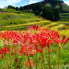 天空の里・鹿里（ろくり）の棚田に彼岸花の季節、福岡県八女市星野村 秋の風景