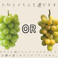 知らなかったシャインマスカットの選び方！産地の子どもたちは知っている、完熟したものは・・