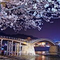 山口で錦帯橋と桜の同時ライトアップ！見て・歩いて楽しい夜のお花見