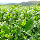 お茶の葉は天ぷらもイケる！美しい新緑が食卓彩るレシピ