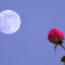 5月23日の夜は フラワームーン！夜風に漂う花の香りと共に空を見上げて