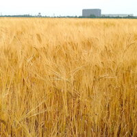 佐賀空港周辺（佐賀平野）の5月は見渡す限り麦畑！黄金色の絶景
