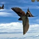 ツバメが家の周りを飛ぶ…巣作りさせたくない時の対処法