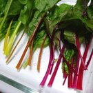 スイスチャードの食べ方、茎が黄色や赤紫・オレンジのカラフル葉野菜