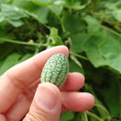 スイカの赤ちゃんじゃないよ！この可愛い野菜の正体は