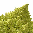 ビジュがスゴいぞ！「ロマネスコ」ってどんな野菜？分解してみました