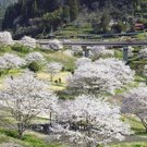 がんね白滝公園の桜が満開！お散歩デートに最高なサーキットのある公園【岩国市美和町】