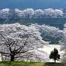 山口県に桜で包まれたグラウンドがあった！弥栄湖スポーツ公園
