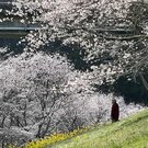 観光客の知らない桜の名所！明神原なごみ広場、岩国の素晴らしきお花見スポット