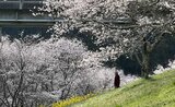 観光客の知らない桜の名所！明神原なごみ広場、岩国の素晴らしきお花見スポット