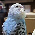 インコにも「セカンドオピニオン」を！獣医の誤診で愛鳥を亡くした私が伝えたいこと