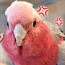 インコやオウムの体重測定どうしてる？鳥さんの体重管理で困った時の我が家の解決法【体重計キャンセル界隈】