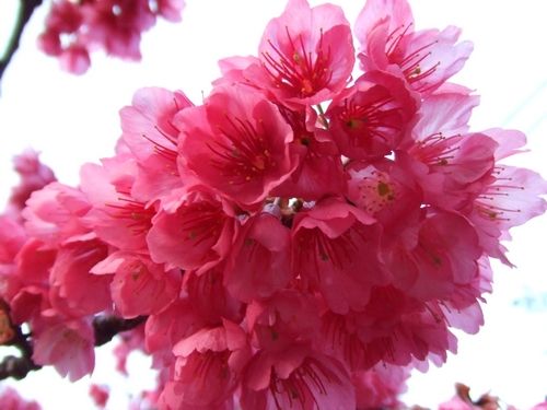 沖縄の桜・濃いピンクの寒緋桜（カンヒザクラ）が見ごろ、春を告げる八重岳のサクラ