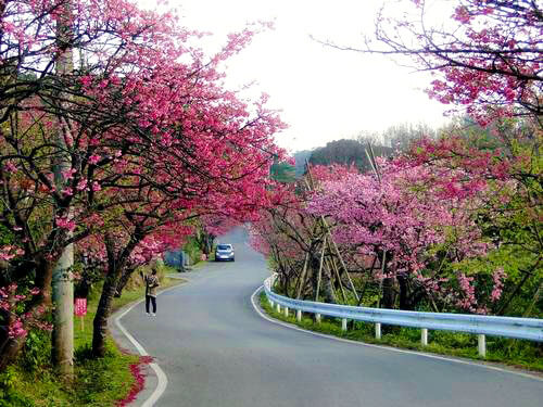 沖縄の桜 ヒカンザクラ 桜祭り