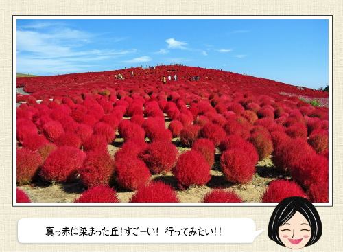 真っ赤なコキアで丘一面が染まる！茨城県ひたちなか市の海浜公園で