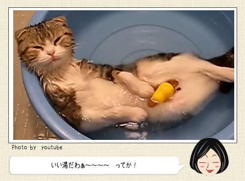 お風呂が好きすぎるネコたち、風邪ひくなよ！