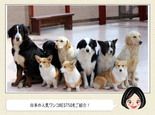 日本の人気犬種ランキング、モフモフのあのワンコが1位