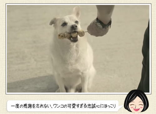 タイ銀行のCM動画が、なんだかほっこり！犬の恩返しが可愛すぎ