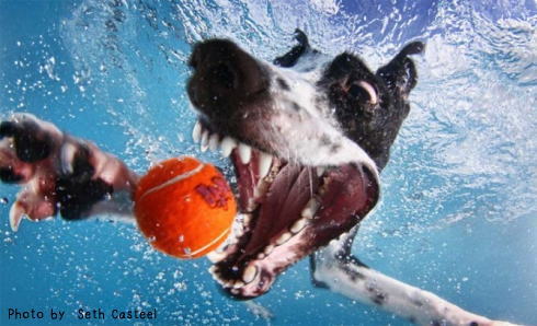 水中 犬の写真1