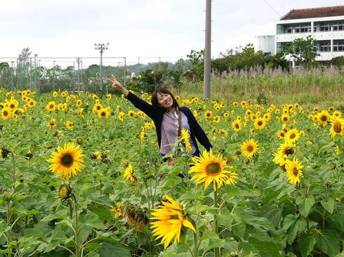 ひまわりin北中城、日本で一番早く咲くヒマワリ畑