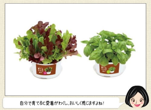 育てるサラダ、ファミマからおうちで手軽に育てられる野菜4種発売