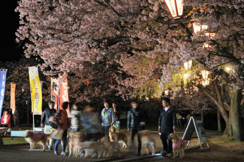 錦帯橋の桜 夜の部3