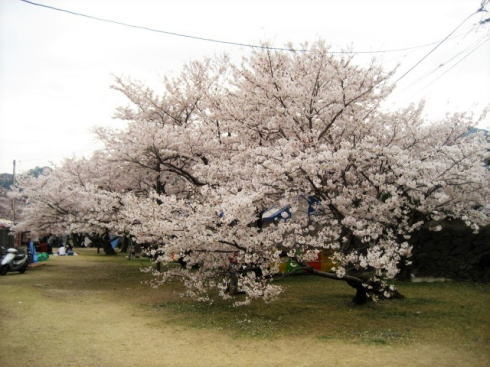 錦帯橋の桜 昼の部2