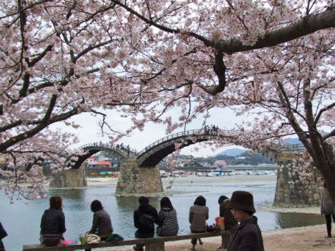 錦帯橋の桜 昼の部4