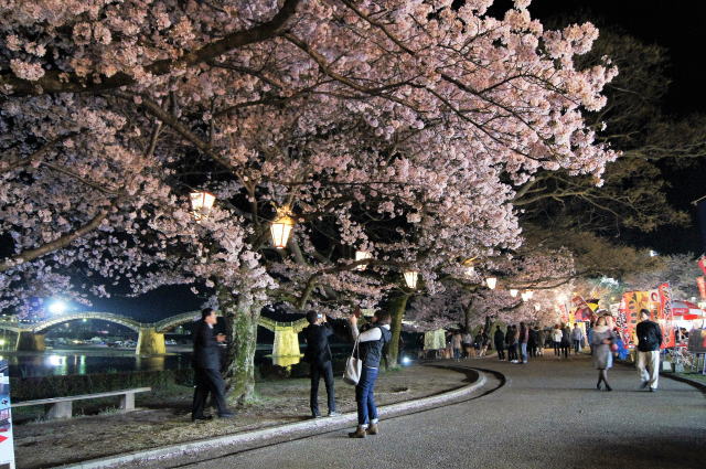 絶景で魅了する山口県・錦帯橋の桜！夜桜ライトアップも