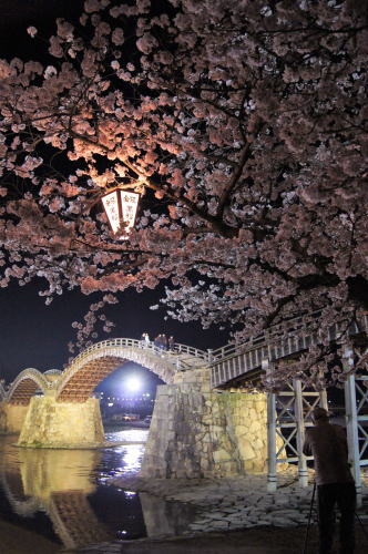 錦帯橋の桜 夜の部8