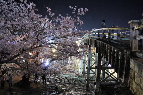 錦帯橋の桜 夜の部2