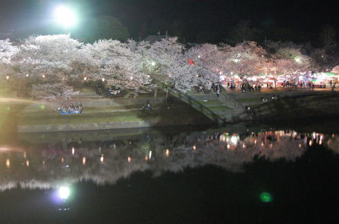 錦帯橋の桜 夜の部4